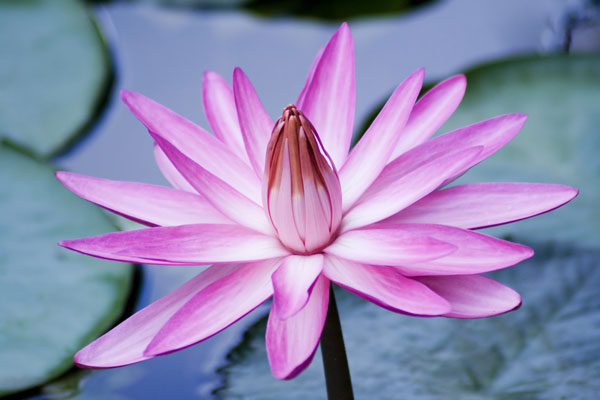Geschenkgutscheine Yoga Sunanda Cham