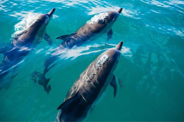 Drei Delfine im Meer am Schwimmen und Atmen